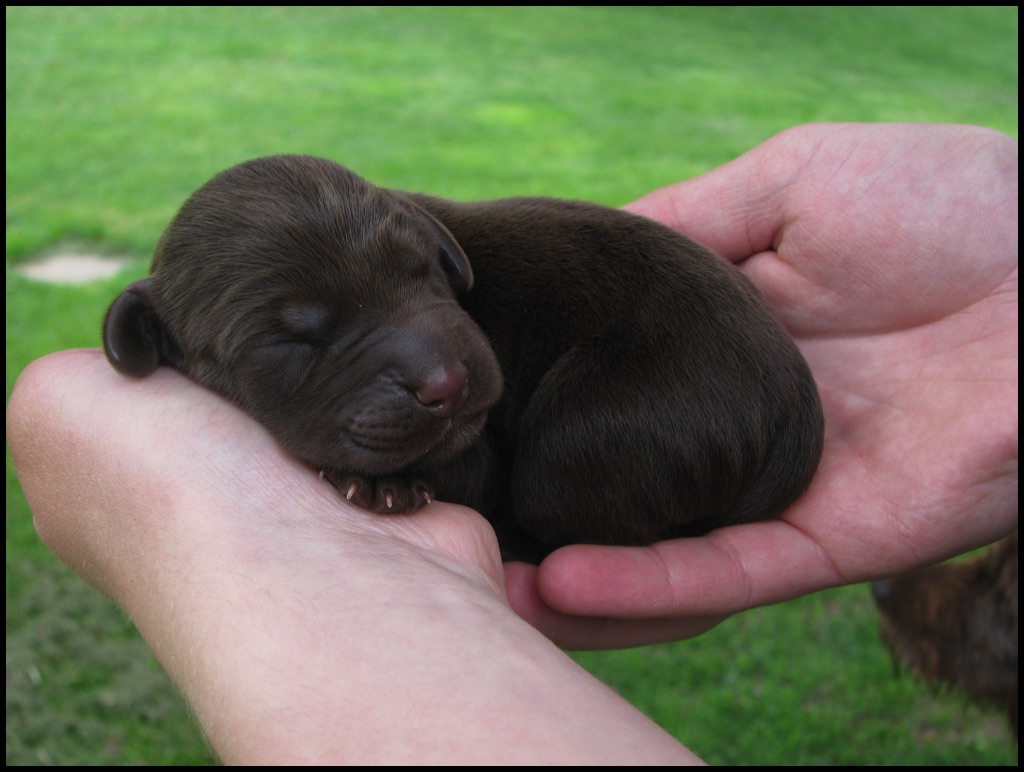 Pudelpointer Puppies For Sale Texas